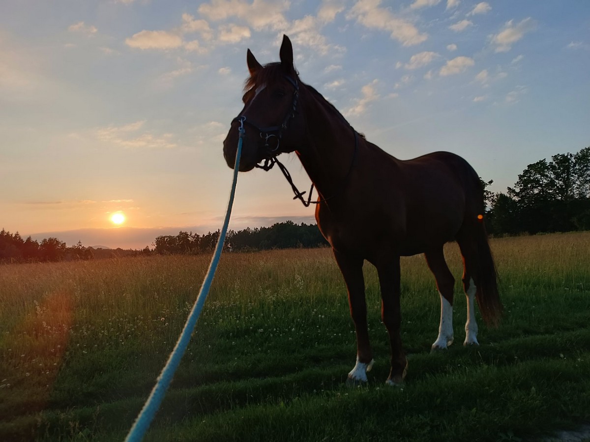 Kůň na louce při západu slunce