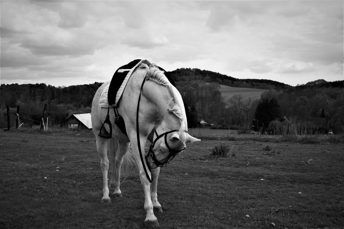 Bílý kůň v černobílém portrétu
