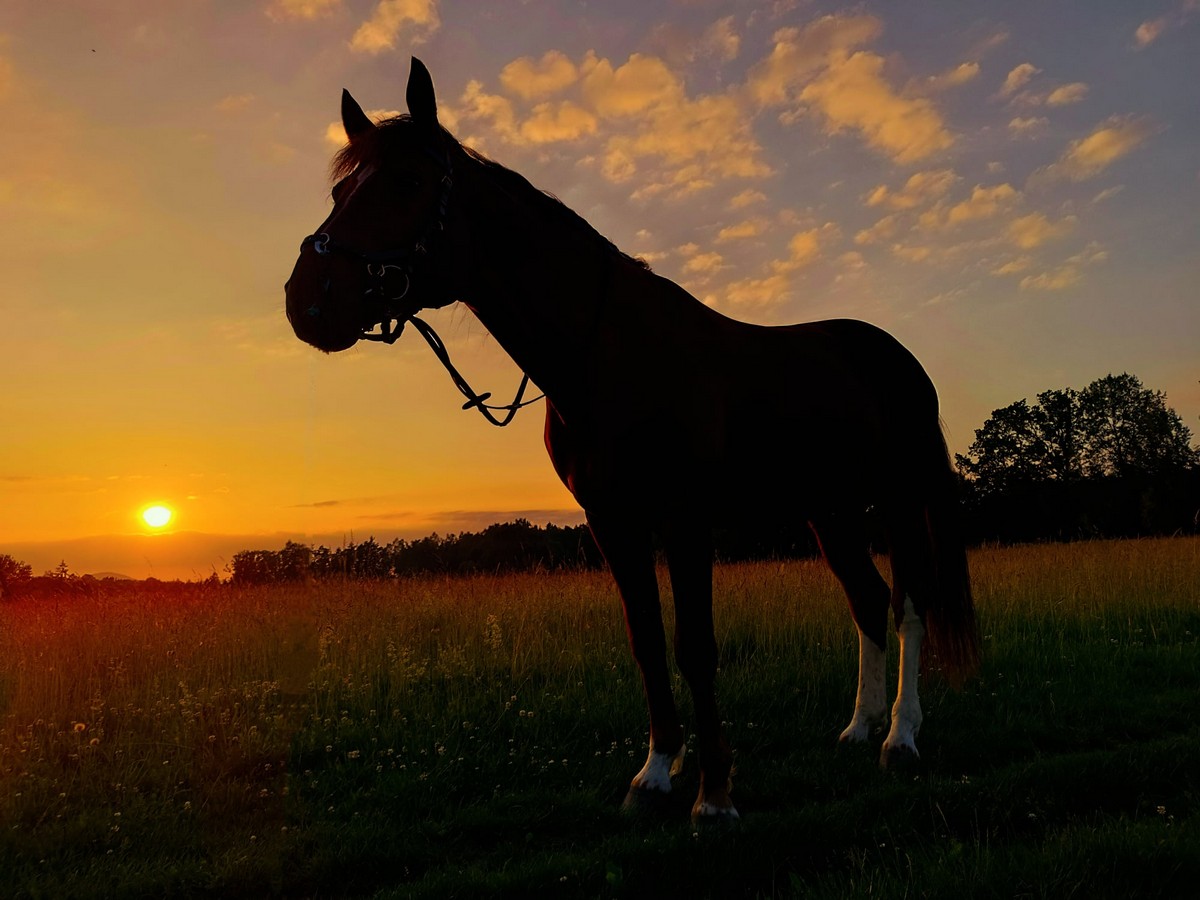 Silueta koně při západu slunce