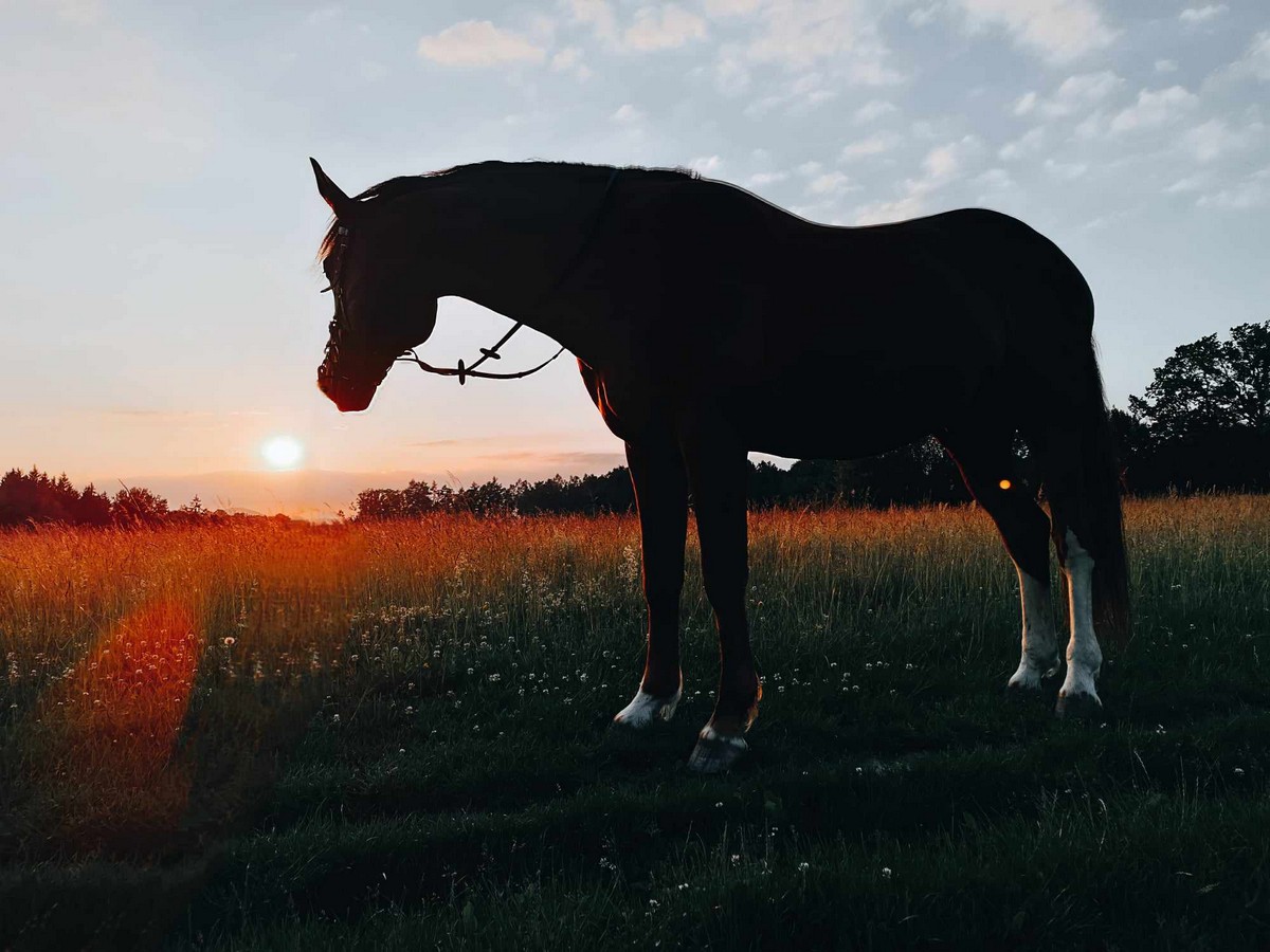 Silueta koně v podvečerním světle