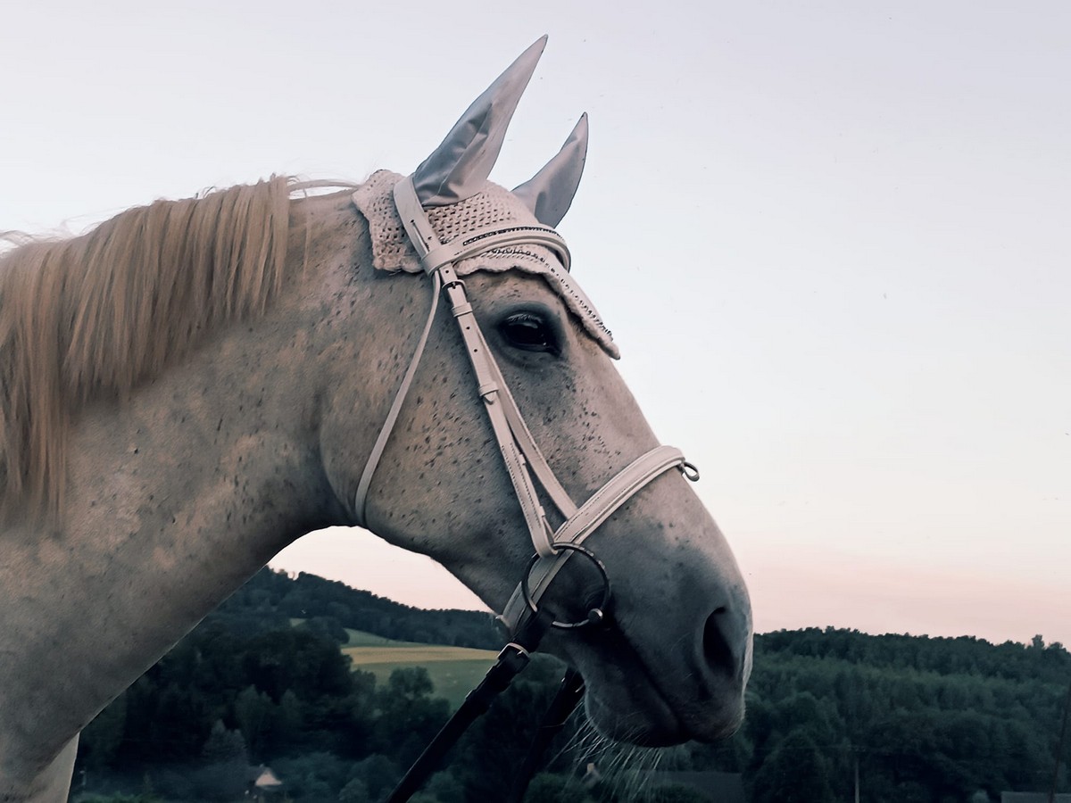 Detail hlavy bílého koně