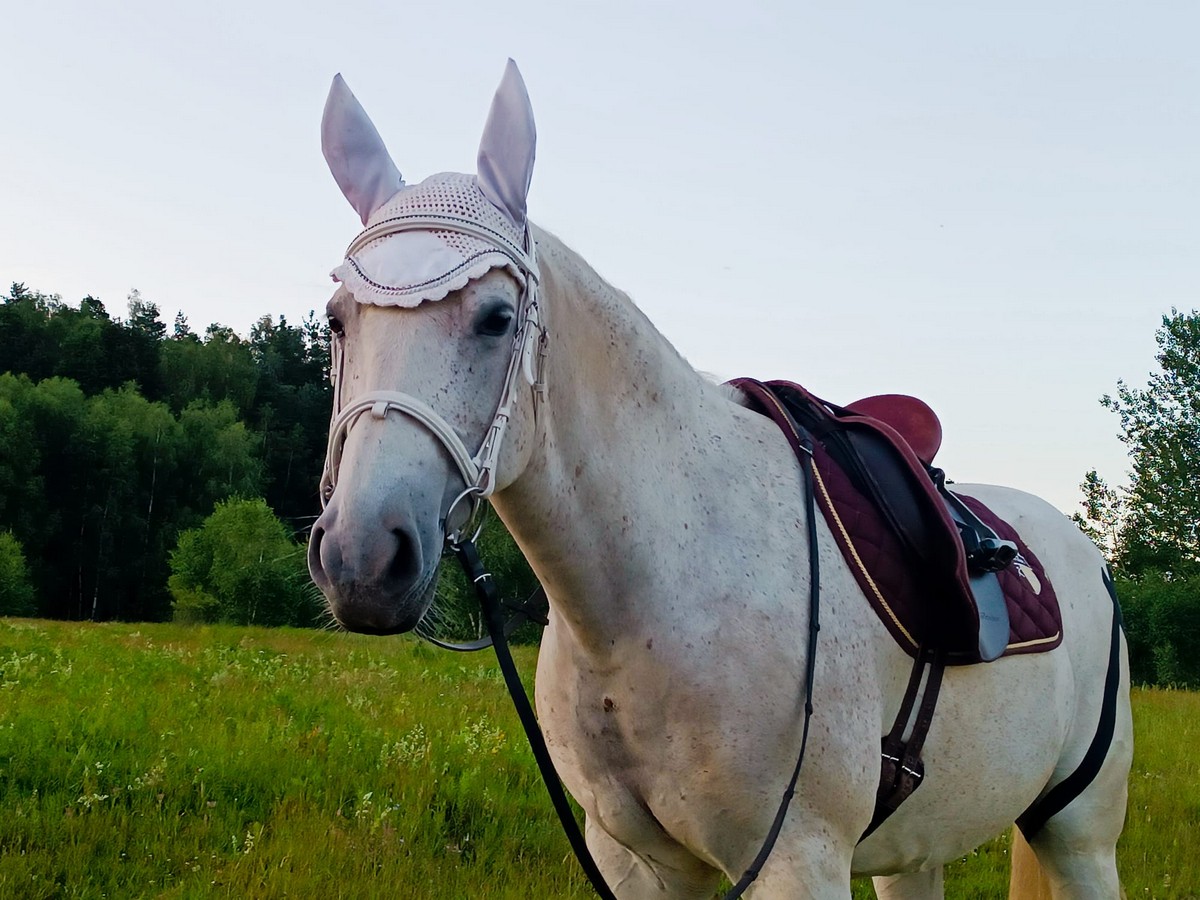 Bílý kůň v sedle na louce