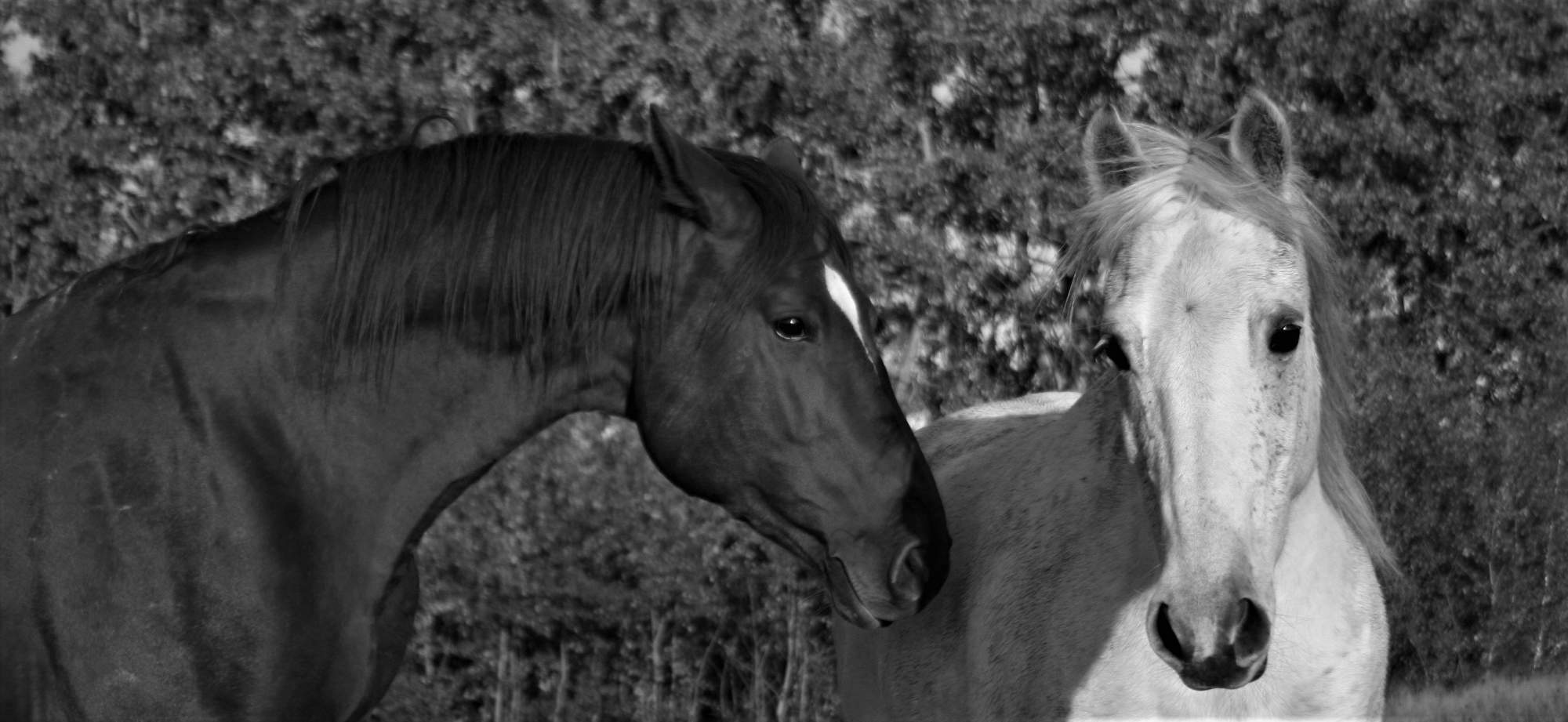 Dva koně v klidném kontaktu